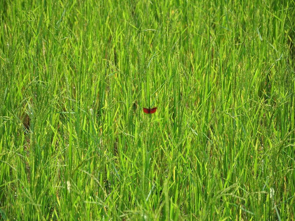Viengtara Vangvieng Resort Vang Vieng Bagian luar foto